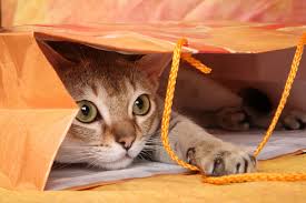 Some sweet and innocent, some fierce and brave. 100 Most Popular Disney Cat Names All About Cats