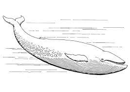 Whale in the waves for anti stress coloring page. Free Printable Whale Coloring Pages For Kids