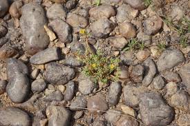 Image result for Portulaca foliosa