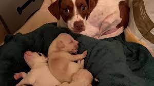 Maybe you would like to learn more about one of these? Puppies Of Rescue Dog Killed By Driver In Tijuana Need A New Home Cbs8 Com