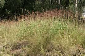 Image result for Capillipedium