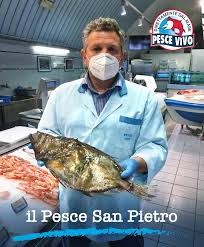 Pulire e lavare i pesci san pietro 2. Il Pesce San Pietro Pescheria Pesce Vivo