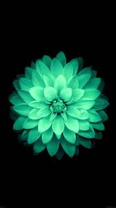 If you're looking for mint green wedding ideas, you are in for a treat! Mint Flower Iphone Wallpapers Top Free Mint Flower Iphone Backgrounds Wallpaperaccess