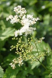 Krauter Steckbrief Madesuss Filipendula Ulmaria Echtes Madesuss Eigenschaften Und Verwendung Krauter Heilpflanzen Pflanzen