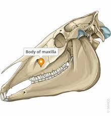 Image result for Maxillary Bone