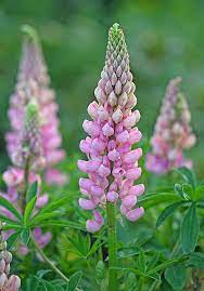 Pin On Flowers