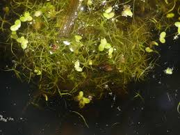 Image result for Wolffiella