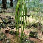 Image result for Ancistrorhynchus clandestinus