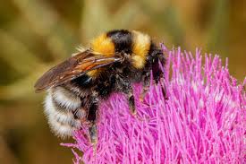 Image result for Bombus ruderatus