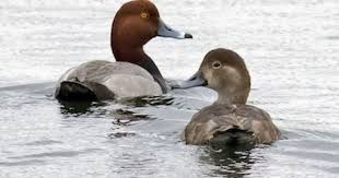 Bird With Red Head And Brown Body Male And Female Redhead Duck Seen In Three Creek Metro Park In Columbus Oh In March 2014 Redhead Duck Decoy Carving Duck