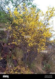 Image result for Ochna pretoriensis