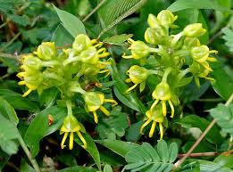 Image result for Habenaria lewallei