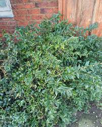 Image result for Caloncoba suffruticosa