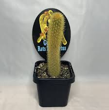 These appellations come from the characteristics of its long and thin cylindrical stems with not very marked, rectilinear and tight ribs. Cleistocactus Winteri Golden Rat Tail Cactus My Jungle Shack