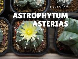 Just like other succulents, cacti plants will do well when positioned in places with. Are Astrophytums Easy To Grow Picky Prickly Plants