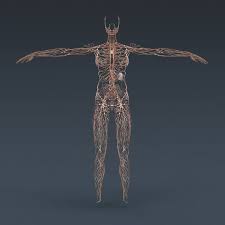 Human Lymphatic Lymph 3d 3ds Lymphatic Body Anatomy Lymphatic System Anatomy