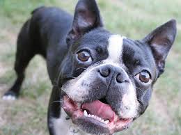 The puppies live in a busy family home with small children and will be accustomed to all noises. Boston Terrier Msah Metairie Small Animal Hospital New Orleans La