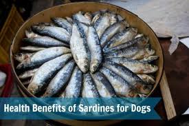 The Health Benefits Of Sardines For Dogs Keep The Tail Wagging Raw Feeding Dog Supplements And Raising Litter Dog Food Online Diy Dog Food Raw Dog Food Diet