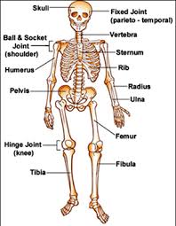Maybe you would like to learn more about one of these? Multiple Choice Quiz On Skeletal System