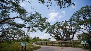 Spend time here with goose island state park hotels and tread along the following trails. Visiting The Big Tree At Goose Island State Park
