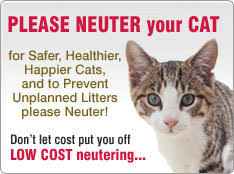 Neutering and spaying helps to keep your cat healthy. Neuter Or Spay Your Cat Advice And Low Cost Neutering Schemes Cat Chat