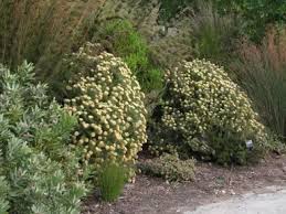 Image result for Phylica