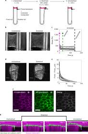 Un ancien directeur de la cnam qui lâche la caisse en pleine crise de la. Stress Relaxation In Epithelial Monolayers Is Controlled By The Actomyosin Cortex Nature Physics