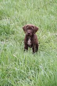 How big does a german pudelpointer dog get? Brown Female Pudelpointer Pup Is Sudden Valley Kennels Facebook
