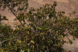 Image result for Strophanthus amboensis