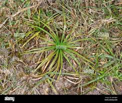 Image result for Isoetes schweinfurthii