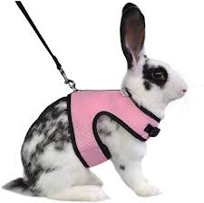 Rabbits have a surprisingly broad range of vocalizations, which help them communicate everything from pleasure to your rabbit may be resistant to your affection because he does not yet feel safe in your home. Amazon Com Niteangel Adjustable Soft Harness With Elastic Leash For Rabbits L Pink Pet Supplies
