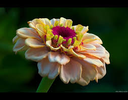Creamy Zinnia By Keldbach On Deviantart Zinnias Zinnia Elegans Summer Flowers