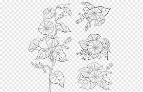 Black And White Flower Flower Drawings Morning Glory Common Morningglory Blue Dawn Flower Morning Glories Plant Flora Flower Drawings Morning Glory Drawing Png Pngwing However, if you don't have time to take care of an aggressively seeding plant, you might want to think twice about introducing them into your garden, as they can get out of hand in a hurry. black and white flower flower drawings