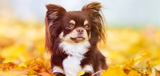 These coats are especially fluffy around their necks, ears, legs, and tails. Long Haired Chihuahua Dog Breed Information Center