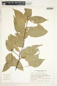 Image result for Ellipanthus