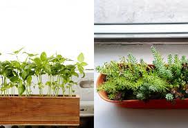 See more ideas about window box, indoor window, indoor plants. The Sill Terrain Planting A Window Box The Blog At Terrain Terrain