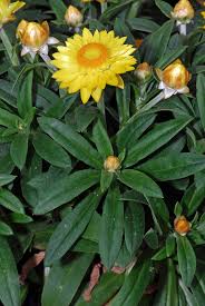 Image result for Adenostemma mauritianum