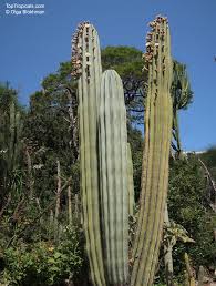 Image result for Pachycarpus concolor