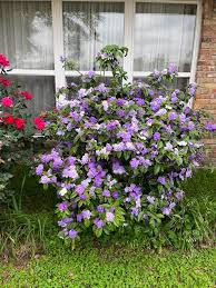 Image result for Brunfelsia pauciflora