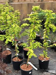 Maybe you would like to learn more about one of these? The Best Time To Plant Trees In A Home Garden Spring Vs Fall