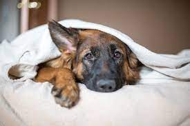 Dog Diabetes Life Expectancy Strydom Conglomerate Web Articles