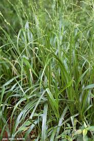 Image result for Dalbergia obovata