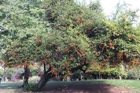 Image result for Pyracantha