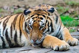 Credit C Xiaobin Qiu Dreamstime South China Tiger Panthera Tigris Amoyensis Found In Central And Eastern China The Tiger Species South China Tiger Tiger
