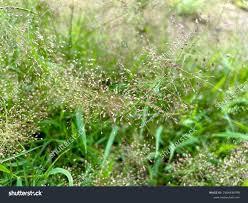 Image result for Eragrostis unioloides
