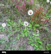 Image result for Gerbera piloselloides