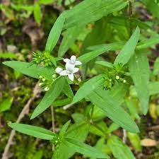 Image result for Rubiaceae