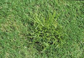 Image result for Kyllinga