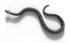 Son poids pourrait tourner autour des 200 kg. Illustration 3d Anaconda Boa Constrictor Le Plus Grand Serpent Venimeux Du Monde Isole Sur Fond Blanc Rendu 3d Banque D Images Et Photos Libres De Droits Image 94753450