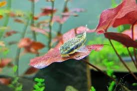 Maybe you would like to learn more about one of these? Will Otocinclus Eat Zucchini Dietary Requirements For This Catfish